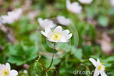 Anemone, wind flower in blossom Stock Photo