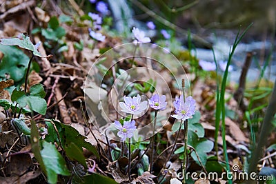 Anemone, wind flower in blossom Stock Photo