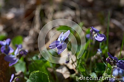Anemone, wind flower in blossom Stock Photo