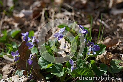 Anemone, wind flower in blossom Stock Photo