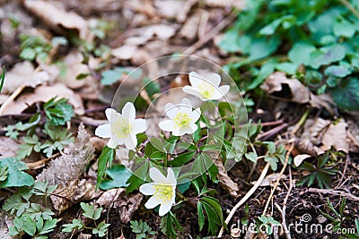 Anemone, wind flower in blossom Stock Photo