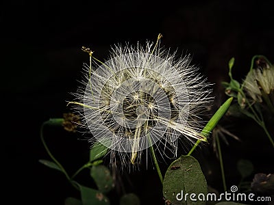 Anemone wind flower dark background Stock Photo