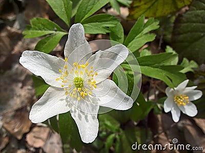 Anemone windflower - brothers Stock Photo