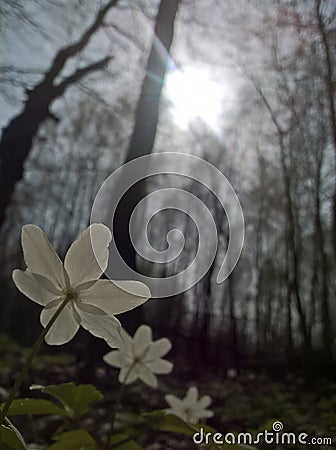 Anemone windflower - catching the sun Stock Photo