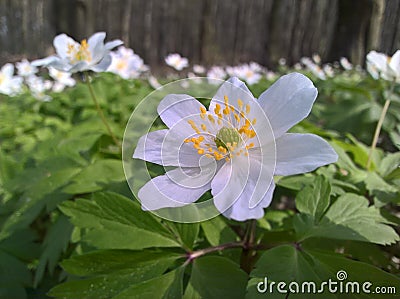 Anemone windflower - forest Stock Photo