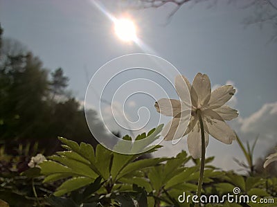 Anemone windflower - happy sun Stock Photo