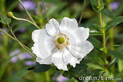 Anemone x hybrida `Honorine Jobert` Stock Photo