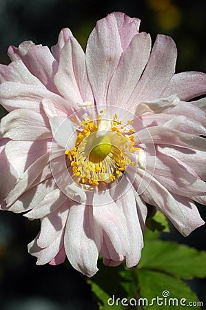 Pale pink Anemone flower Stock Photo