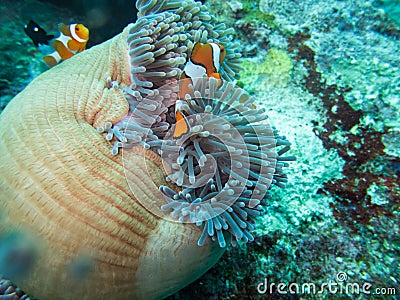 Anemonefish in anemone home Stock Photo