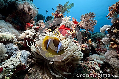 Anemonefish and anemone in the Red Sea Stock Photo