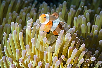 Anemonefish kapoposang Indonesia hiding inside anemone diver Stock Photo