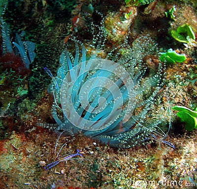 Anemones Stock Photo