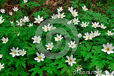 Anemones Stock Photo