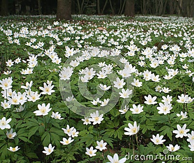 Anemones Stock Photo