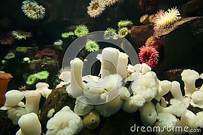 Anemones in Aquarium Stock Photo