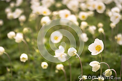 Anemones bloom in a group on a spring green meadow in the soft light of the morning. Background. Selective focus in the Stock Photo