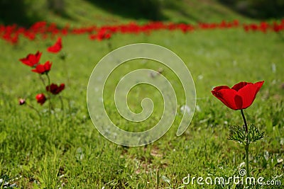 Anemones field Stock Photo