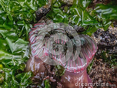 Actiniaria waiting for the tide to rise again Stock Photo