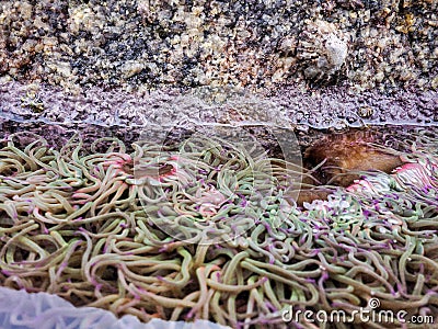 Actiniaria waiting for the tide to rise again Stock Photo