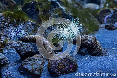 Anemones - a number of marine animals of the intestinal cavity type Stock Photo