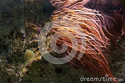 Anemones - a number of marine animals of the intestinal cavity type Stock Photo