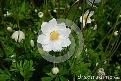 Anemones white flowers in spring Stock Photo
