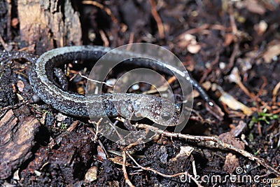 Anerythrism in the red-backed salamander (Plethodon cinereus) Stock Photo