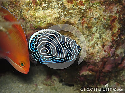 Ange empereur juvÃ©nile Emperor angelfish Juvenil Stock Photo