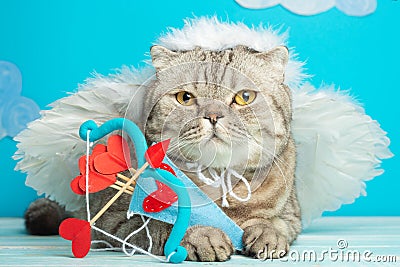 Angel Cupid Scottish cat with arrows of love, cute kitty Stock Photo