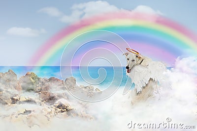 Angel Dog Over Rainbow Bridge Stock Photo