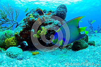 Angel fish Stock Photo