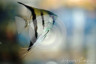 Angel fish Stock Photo
