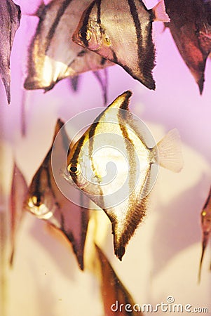 The angel fish Stock Photo