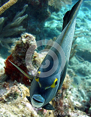 Angel Fish face Stock Photo