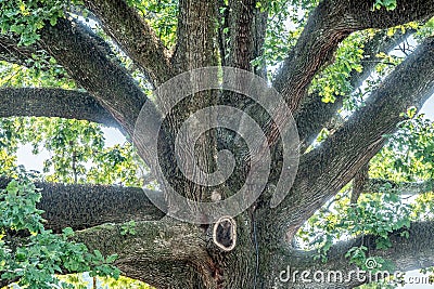 Angel Oak Live Oak Tree at clemson campus Stock Photo