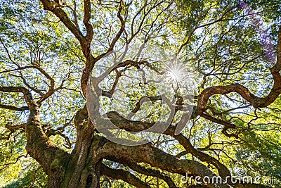Angel Oak Live Oak Tree Stock Photo