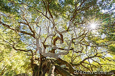 Angel Oak Live Oak Tree Stock Photo