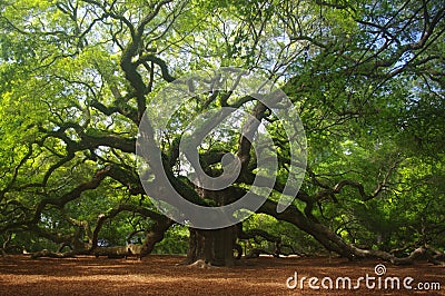 Angel Oak Stock Photo