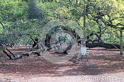 Angel Oak Tree in Charleston, SC Stock Photo