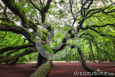 Angel Oak Tree in South Carolina Stock Photo