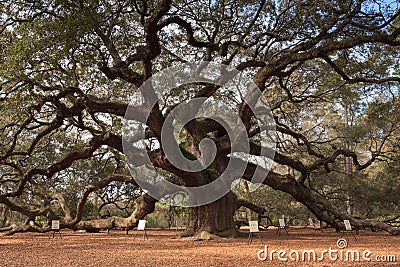 Angel Oak Tree Charleston South Carolina Stock Photo