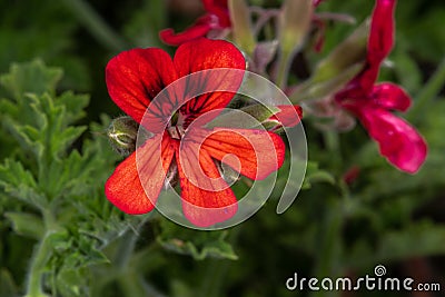 Angel Pelargonium Stock Photo