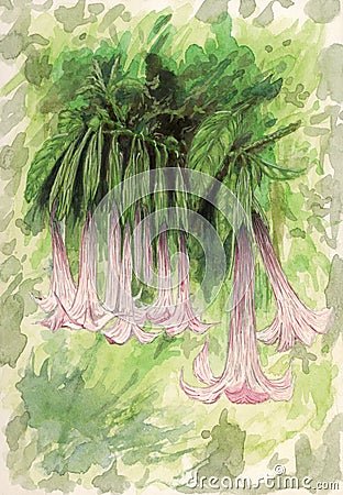Angel`s trumpet Brugmansia flowers Stock Photo