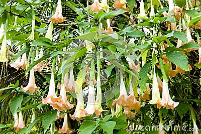 Angel's trumpets Stock Photo