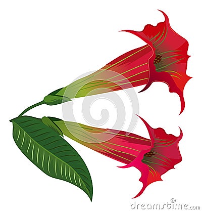 Angel trumpet flower. Brugmansia exotic plant blossom Vector Illustration