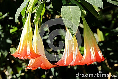 Angel Trumpets, Brugmansia, Datura Flower Stock Photo