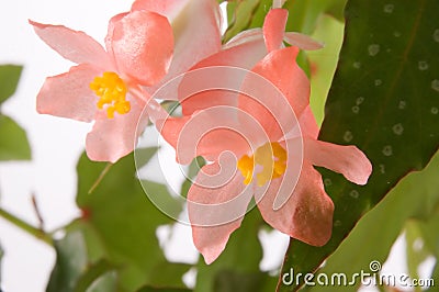 Angel Wing Begonia Bloom Stock Photo