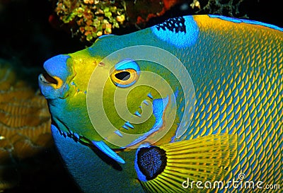 Angelfish Stock Photo