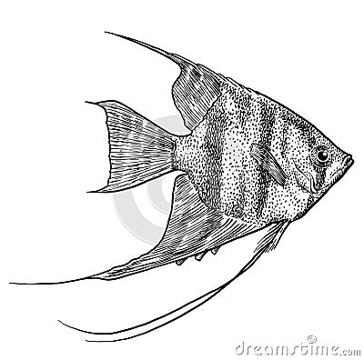 Angelfish illustration, drawing, engraving, ink, line art, vector Vector Illustration