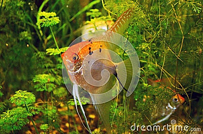 Angelfish in green thicket of aquarium Stock Photo